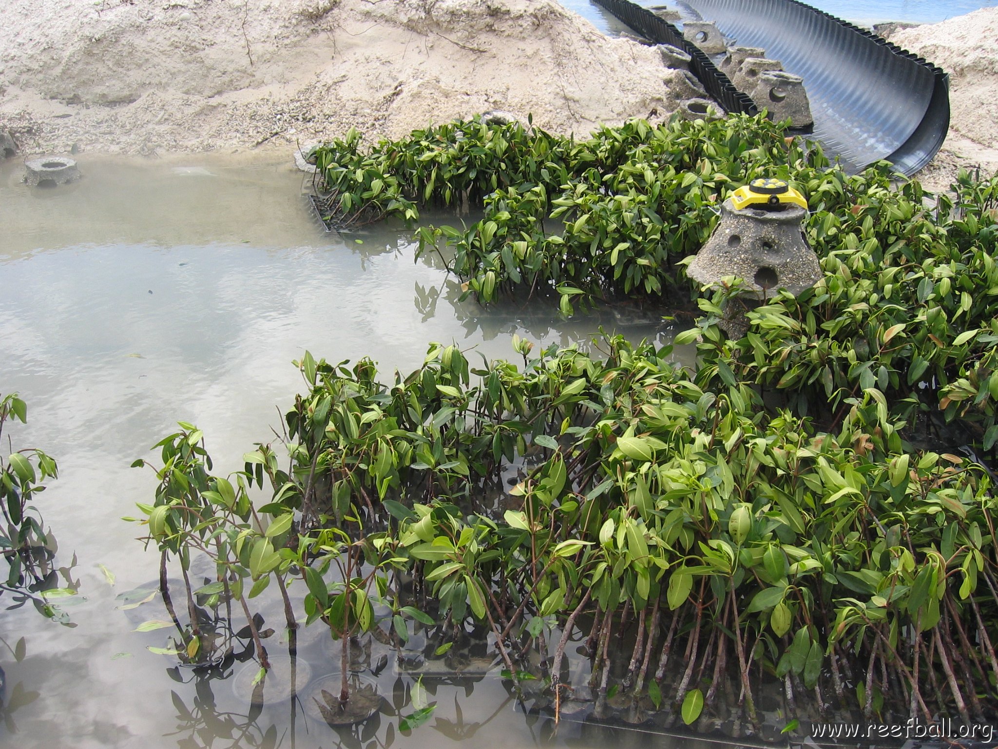 stevesmangroves3_045