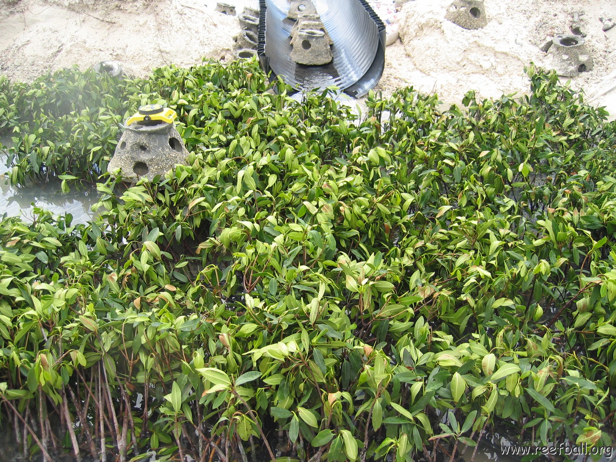 stevesmangroves3_046