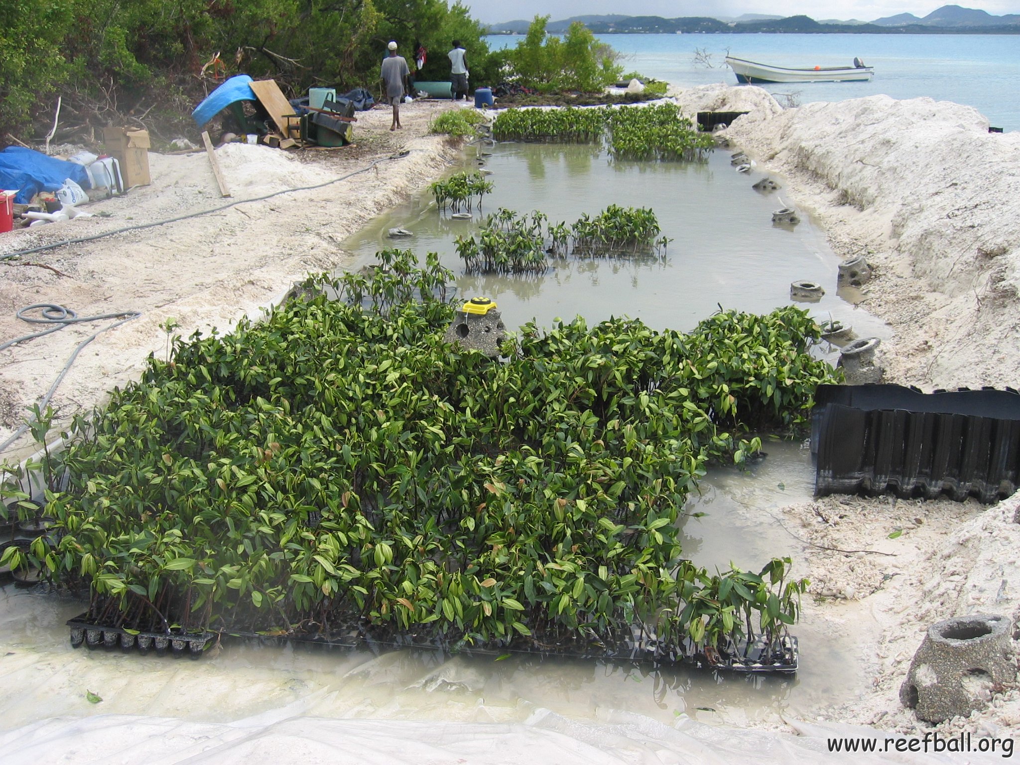 stevesmangroves3_048