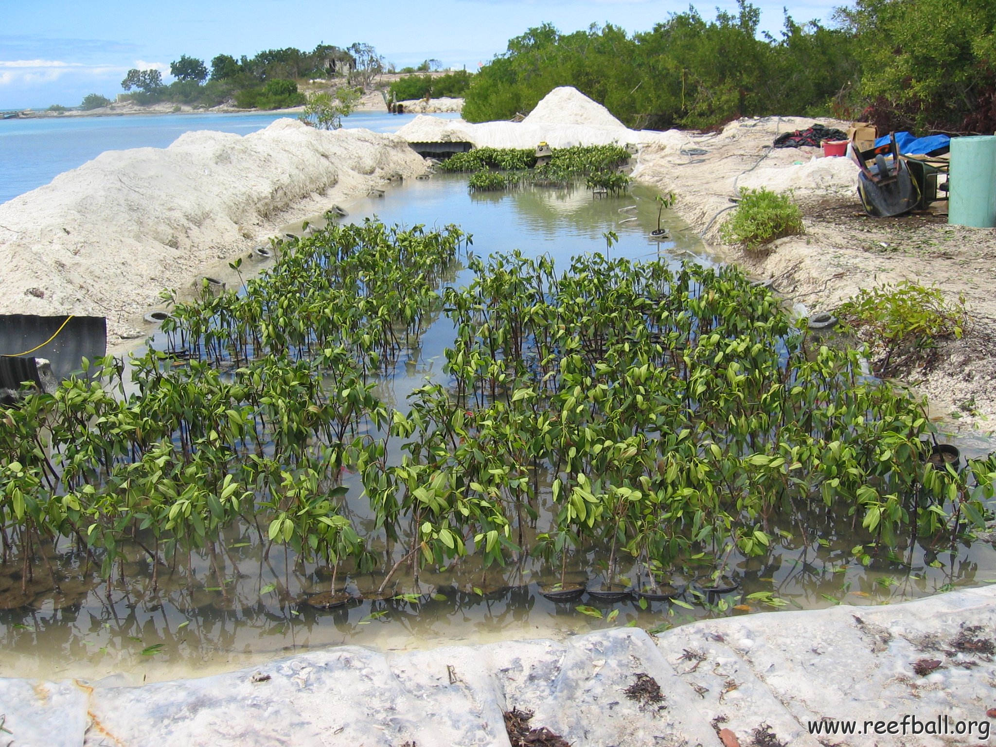 stevesmangroves3_049