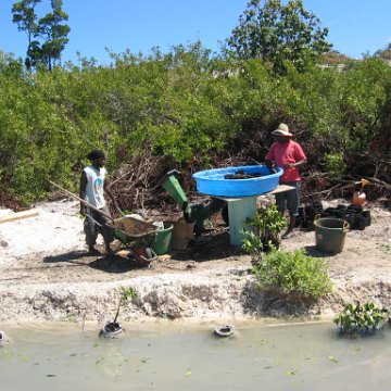 copy_of_stevesmangroves3_026