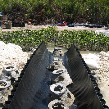 copy_of_stevesmangroves3_031