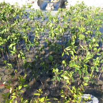 stevesmangroves3_002