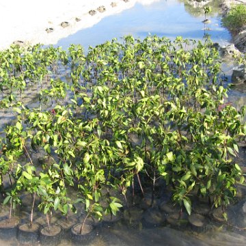 stevesmangroves3_004