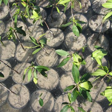 stevesmangroves3_007