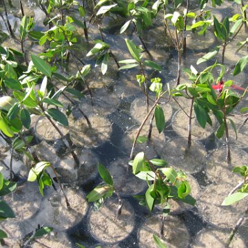 stevesmangroves3_008