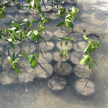 stevesmangroves3_010