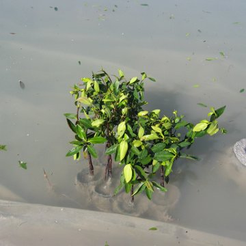 stevesmangroves3_011