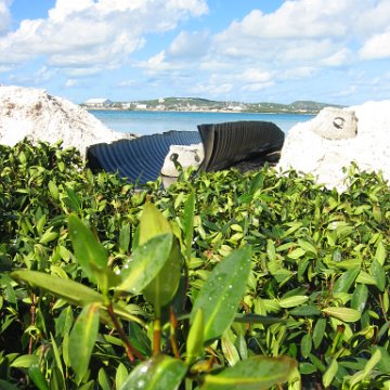 stevesmangroves3_012