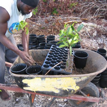 stevesmangroves3_016