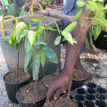 stevesmangroves3_017