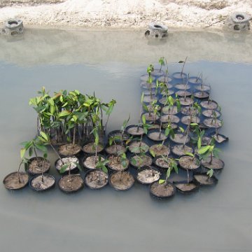 stevesmangroves3_018