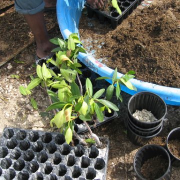 stevesmangroves3_020