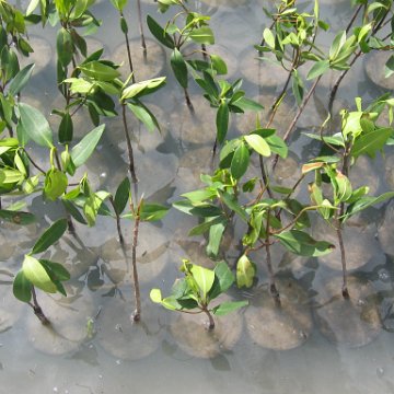 stevesmangroves3_021