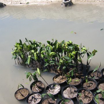 stevesmangroves3_024