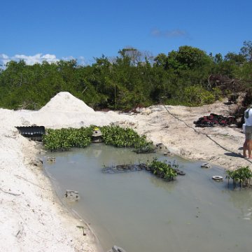 stevesmangroves3_028