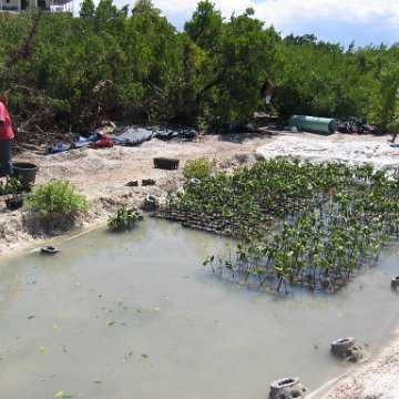 stevesmangroves3_029