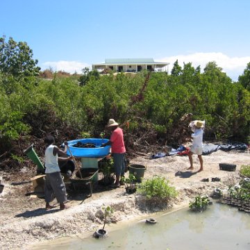 stevesmangroves3_030