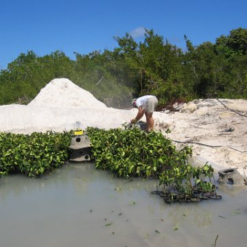 stevesmangroves3_034