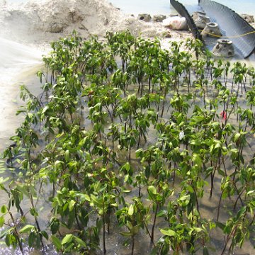 stevesmangroves3_037