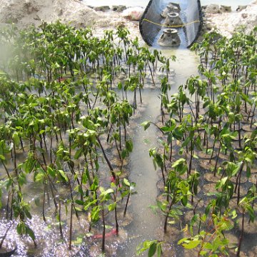 stevesmangroves3_038