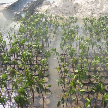 stevesmangroves3_039