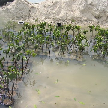 stevesmangroves3_040