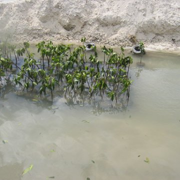 stevesmangroves3_041