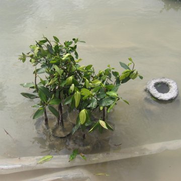 stevesmangroves3_042