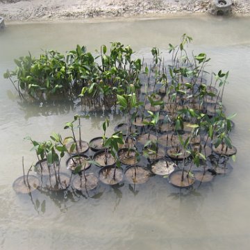 stevesmangroves3_043