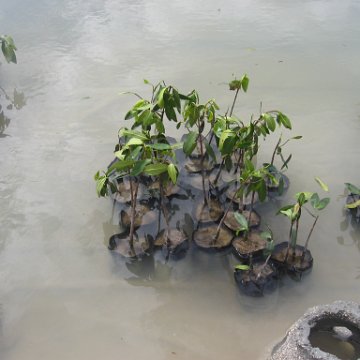 stevesmangroves3_044