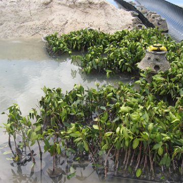 stevesmangroves3_045