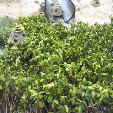 stevesmangroves3_046