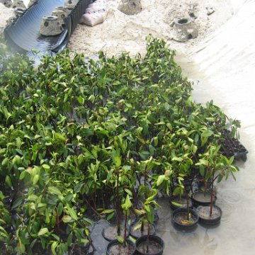 stevesmangroves3_047