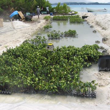 stevesmangroves3_048