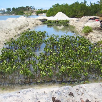 stevesmangroves3_049