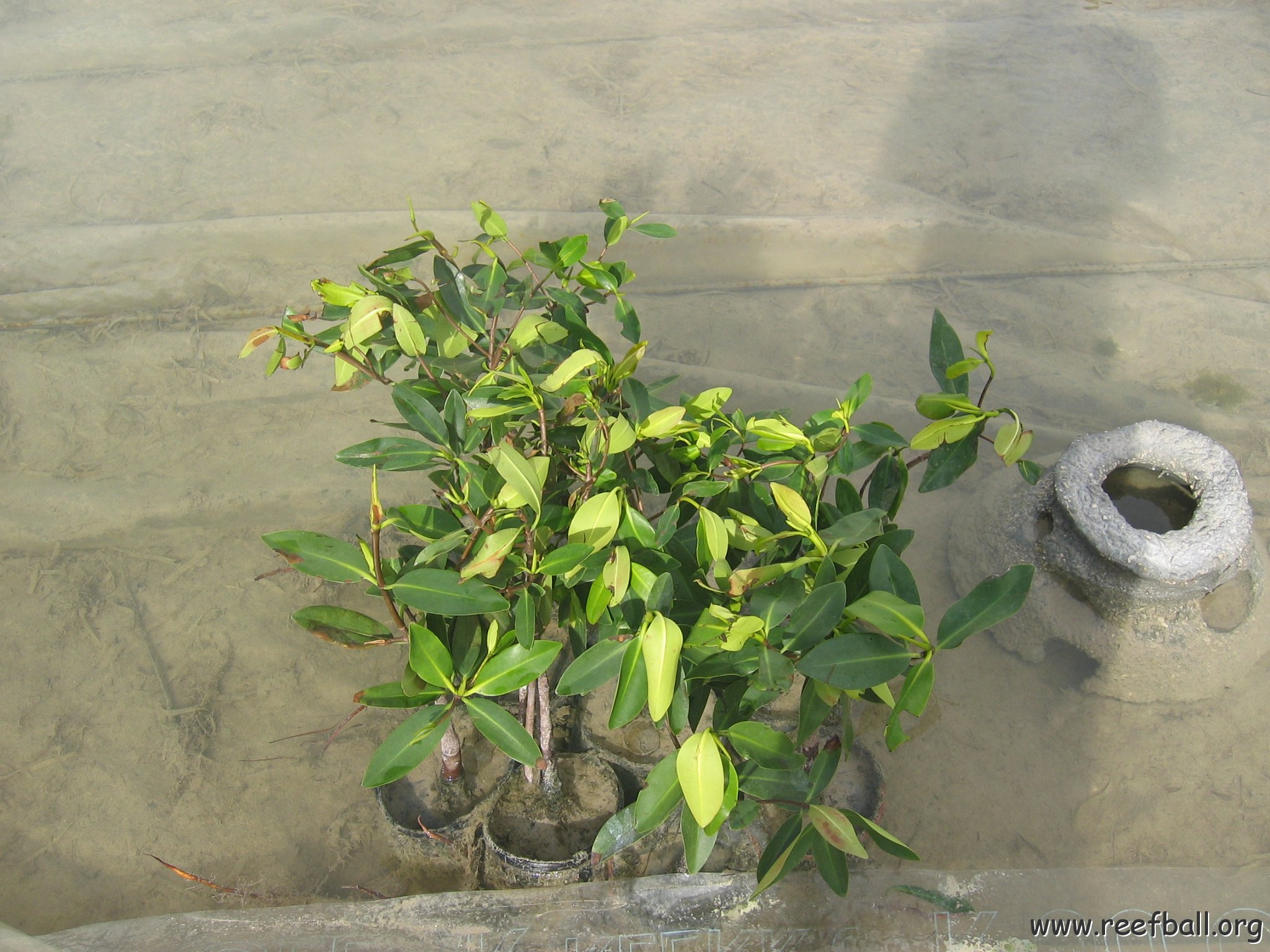 stevesmangroves5_004