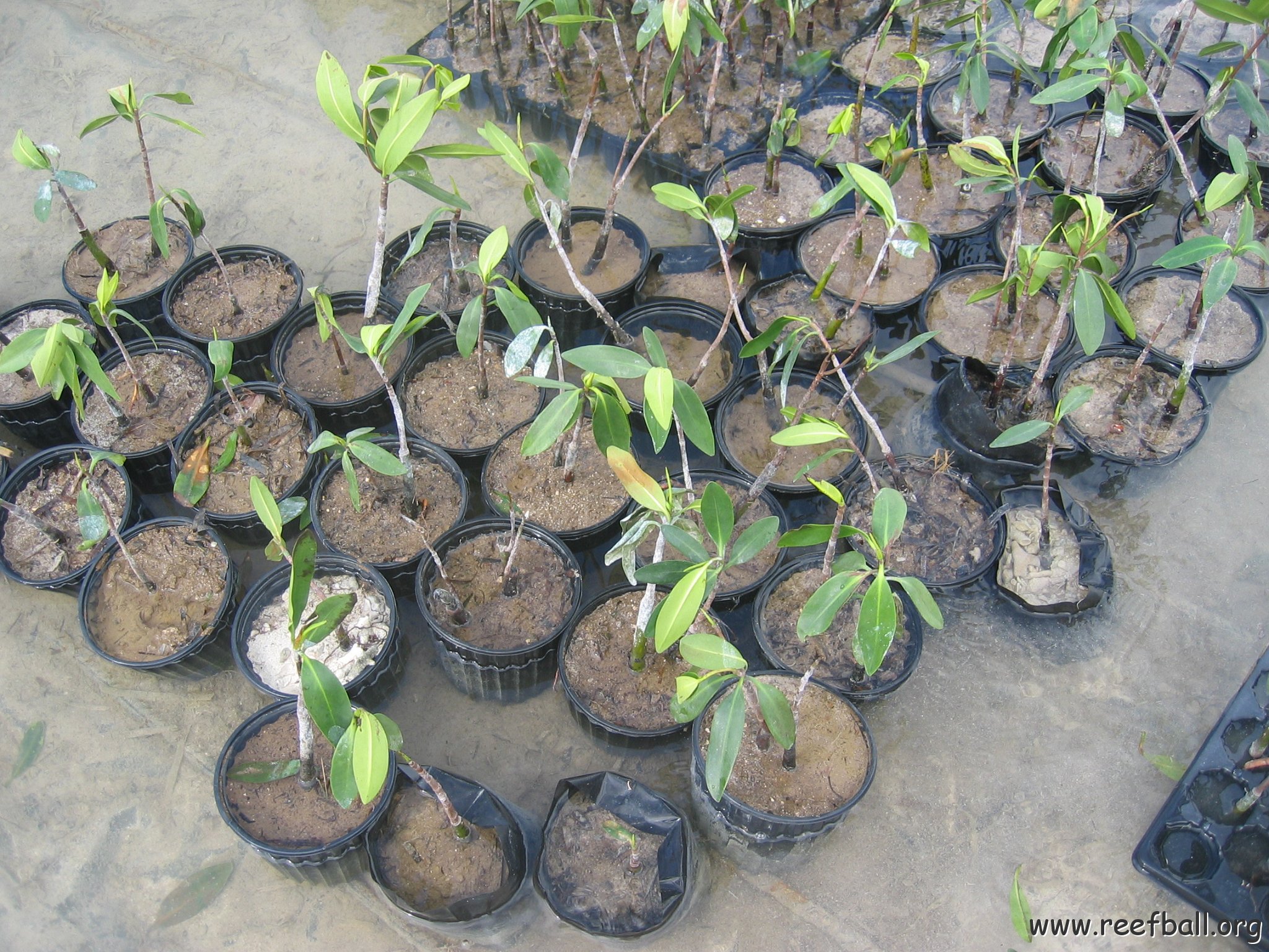 stevesmangroves5_005