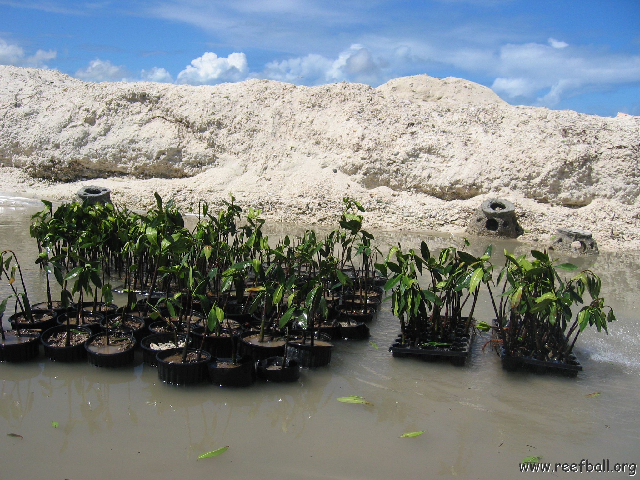 stevesmangroves5_009