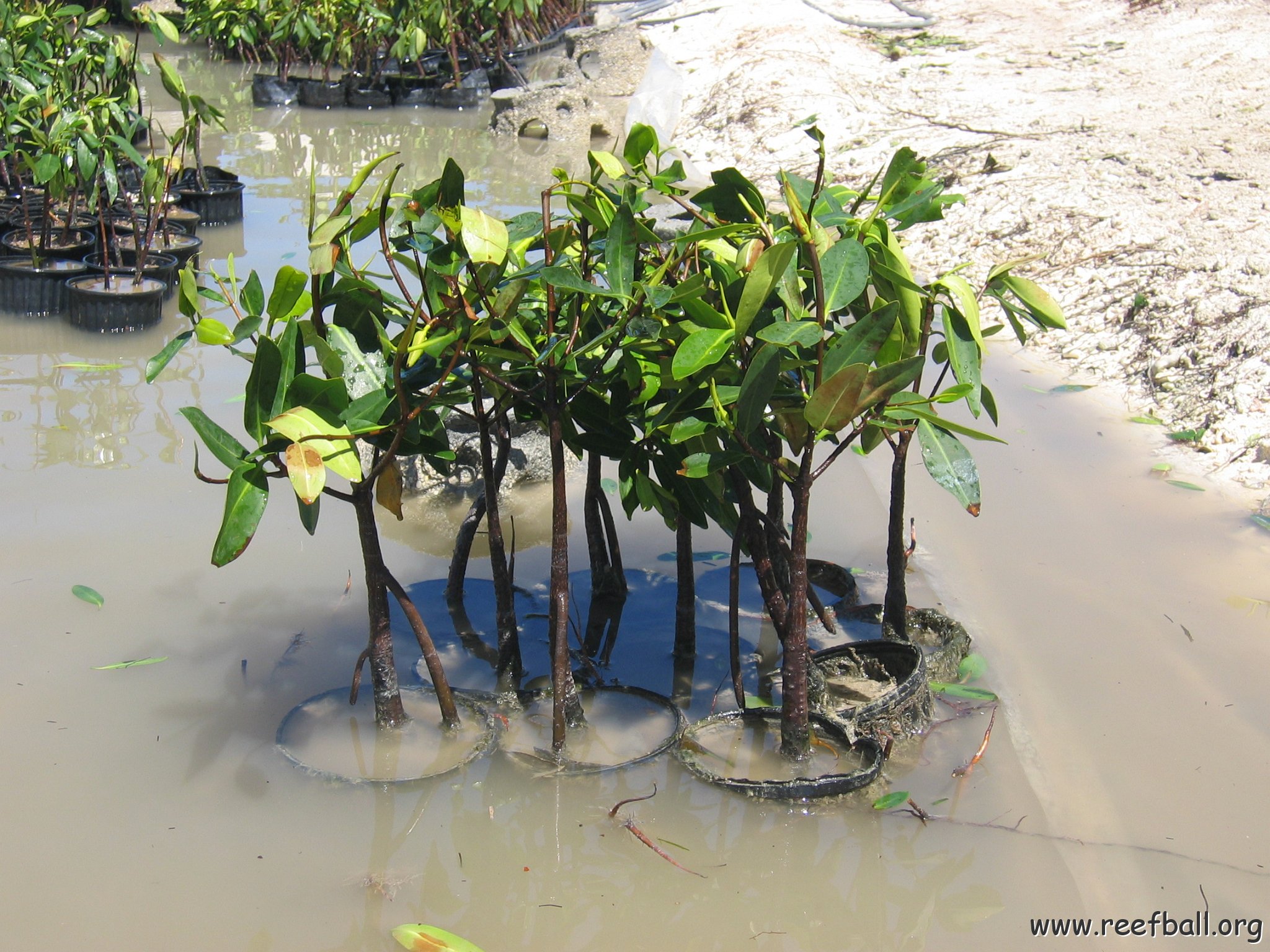 stevesmangroves5_014