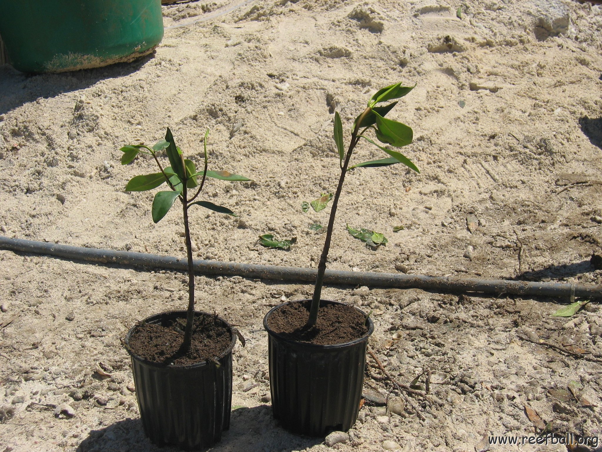 stevesmangroves5_015