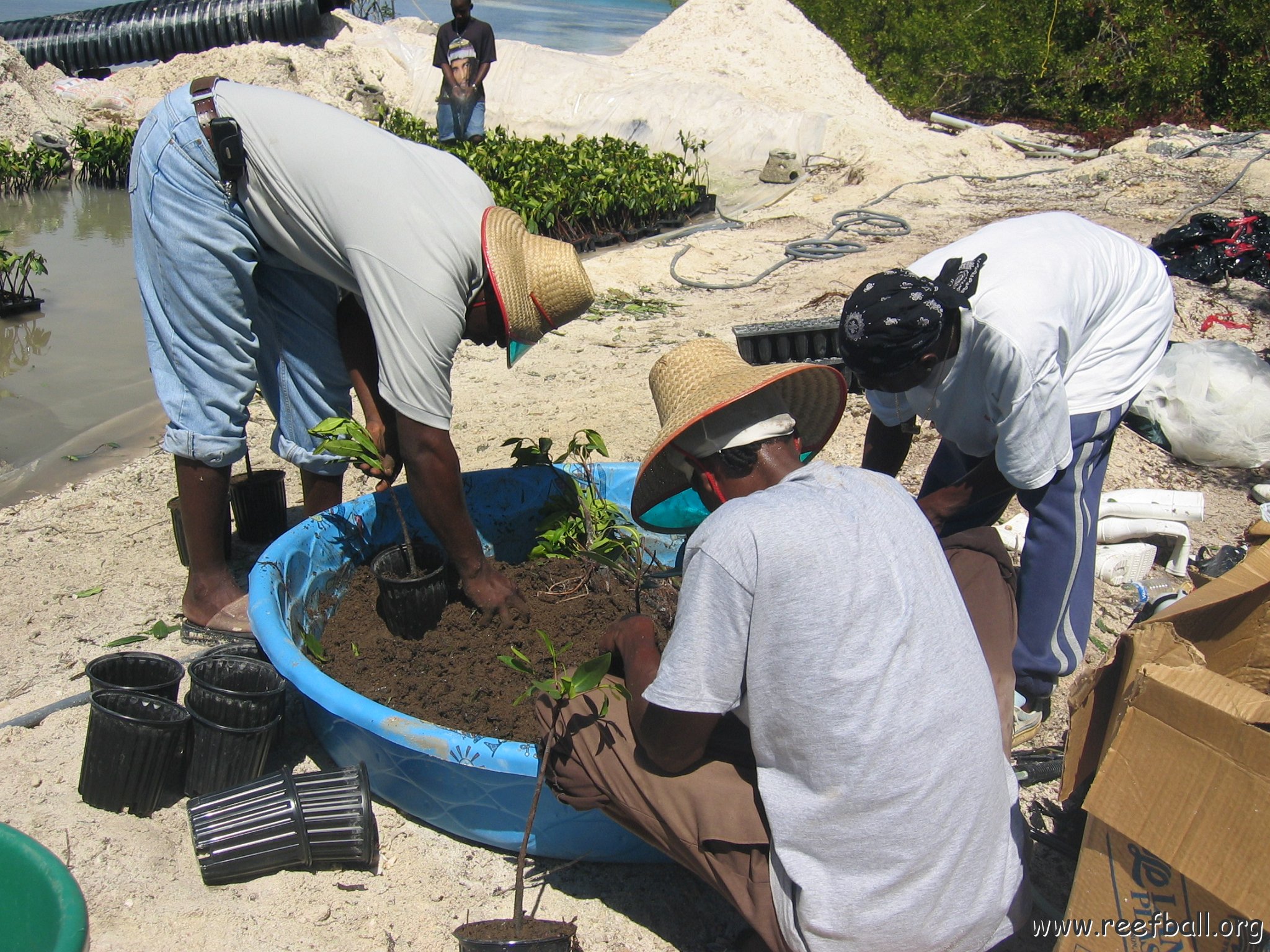 stevesmangroves5_019