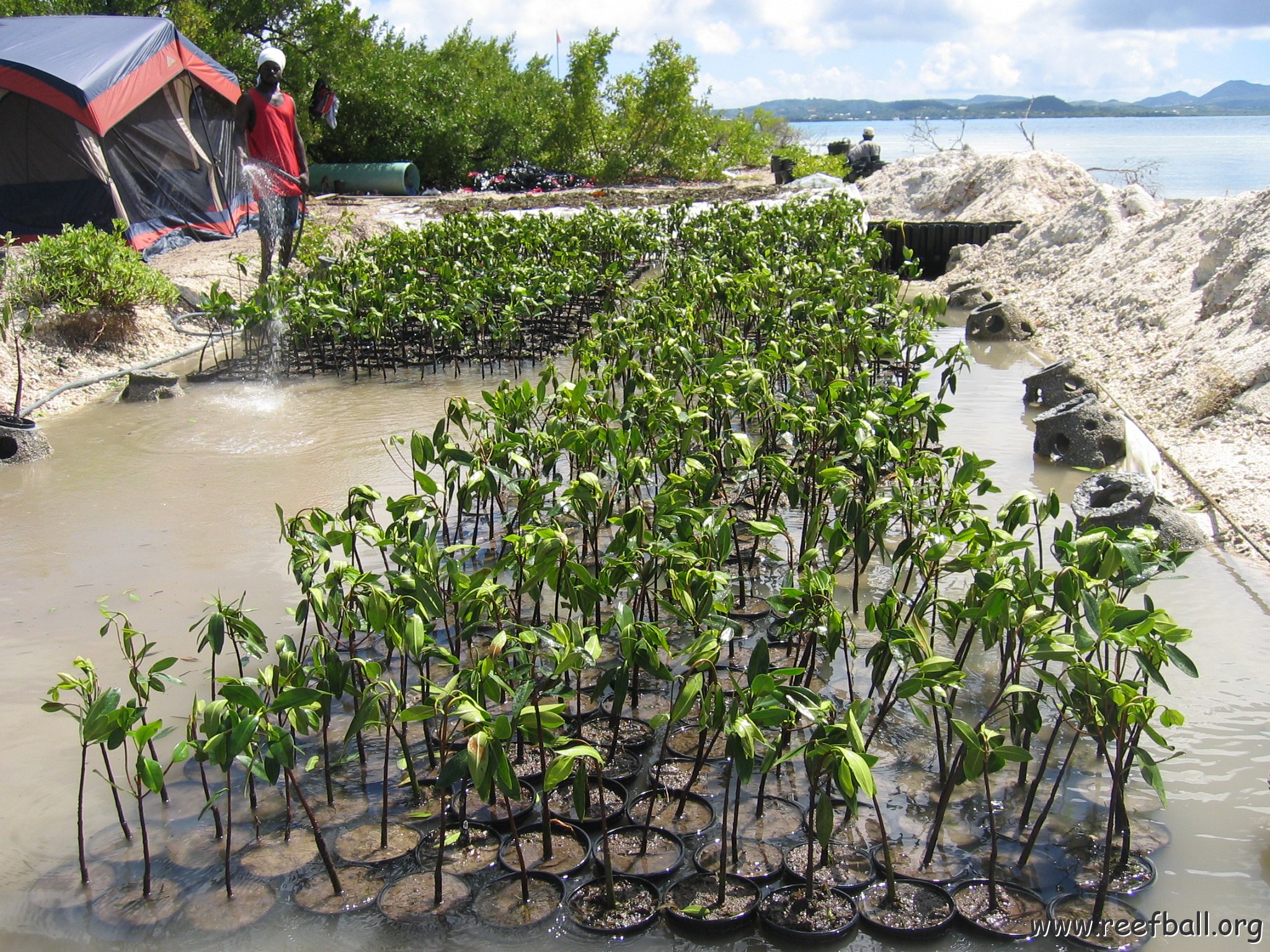 stevesmangroves5_024