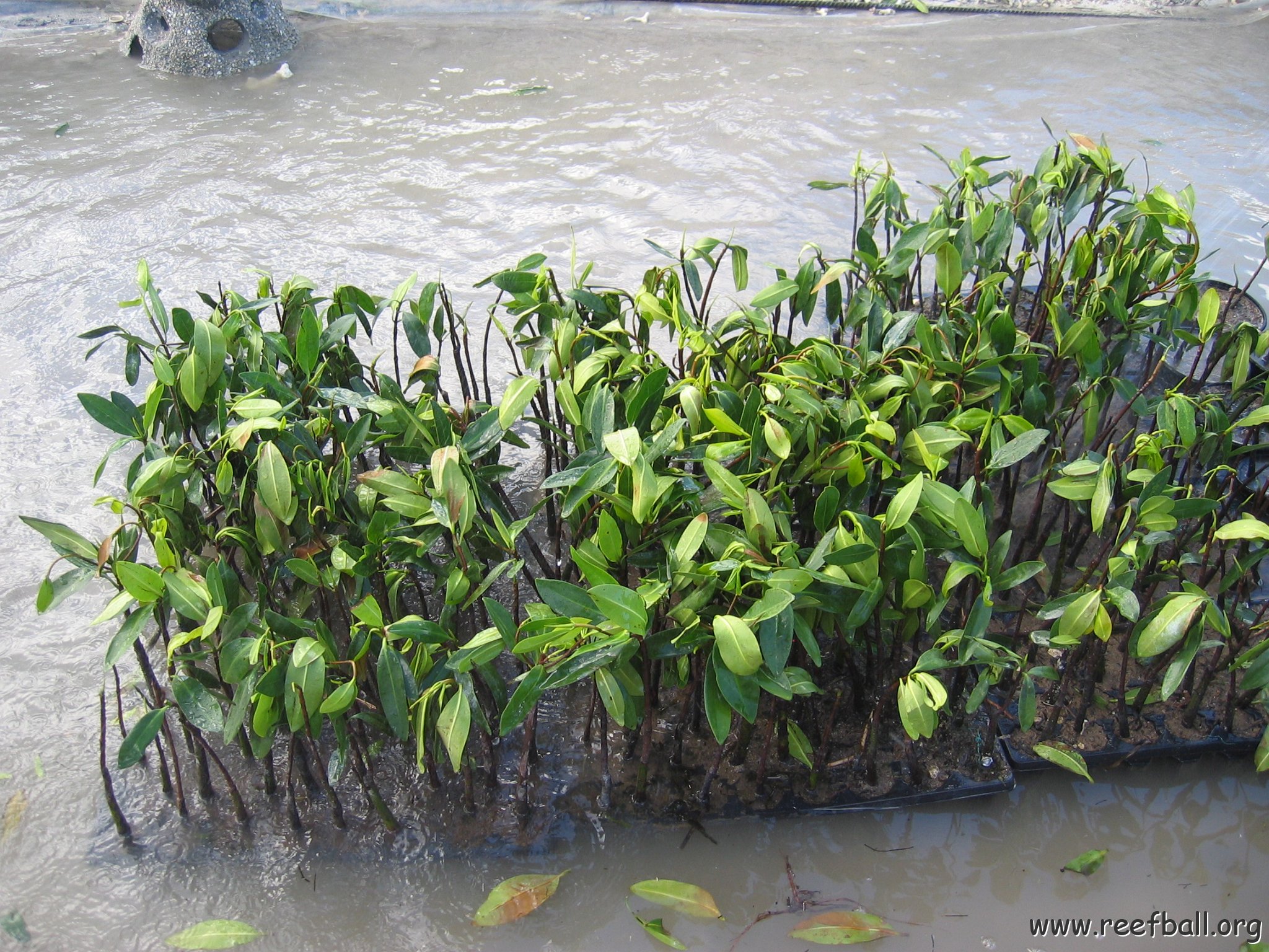 stevesmangroves5_030