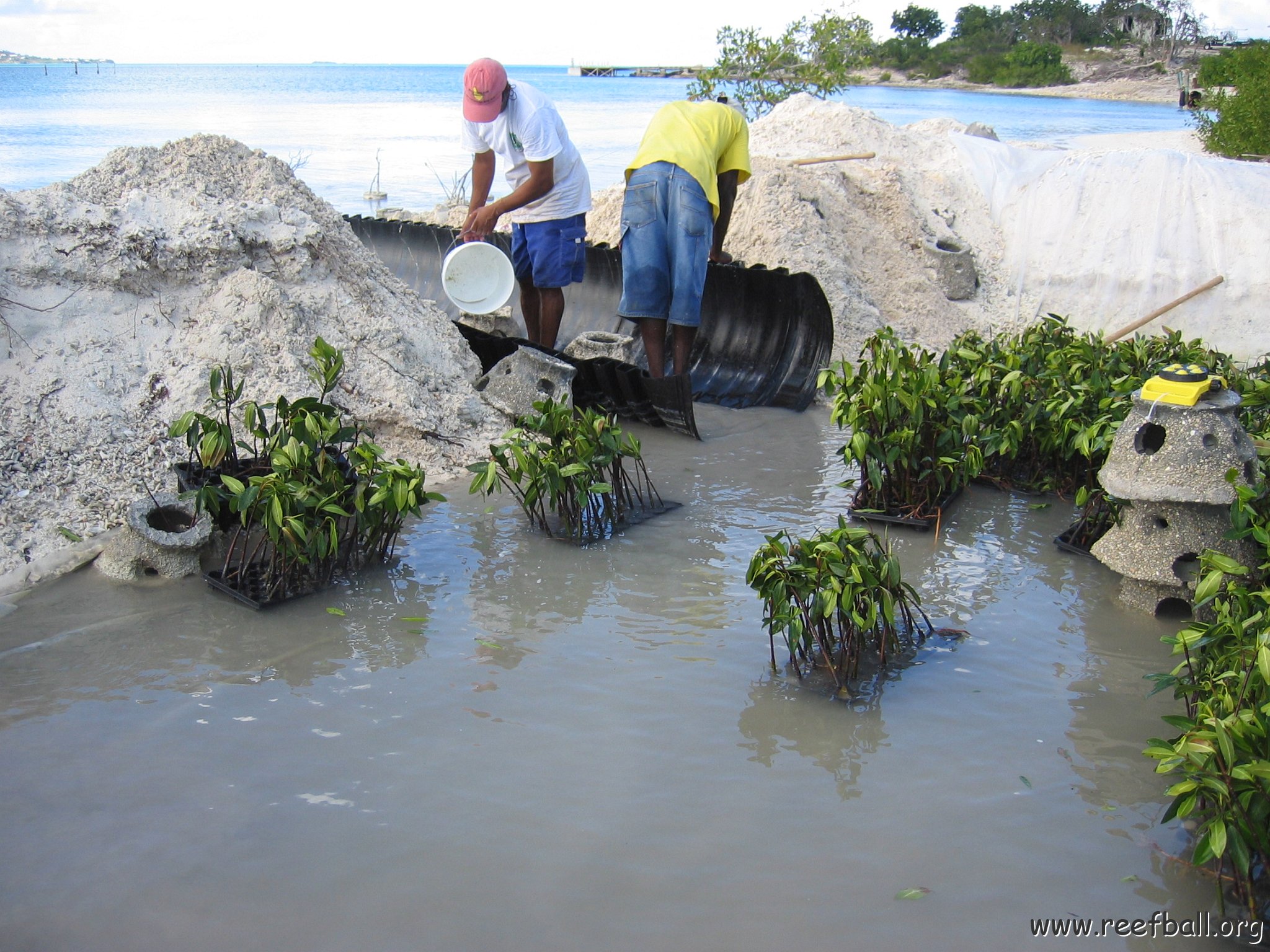 stevesmangroves5_031