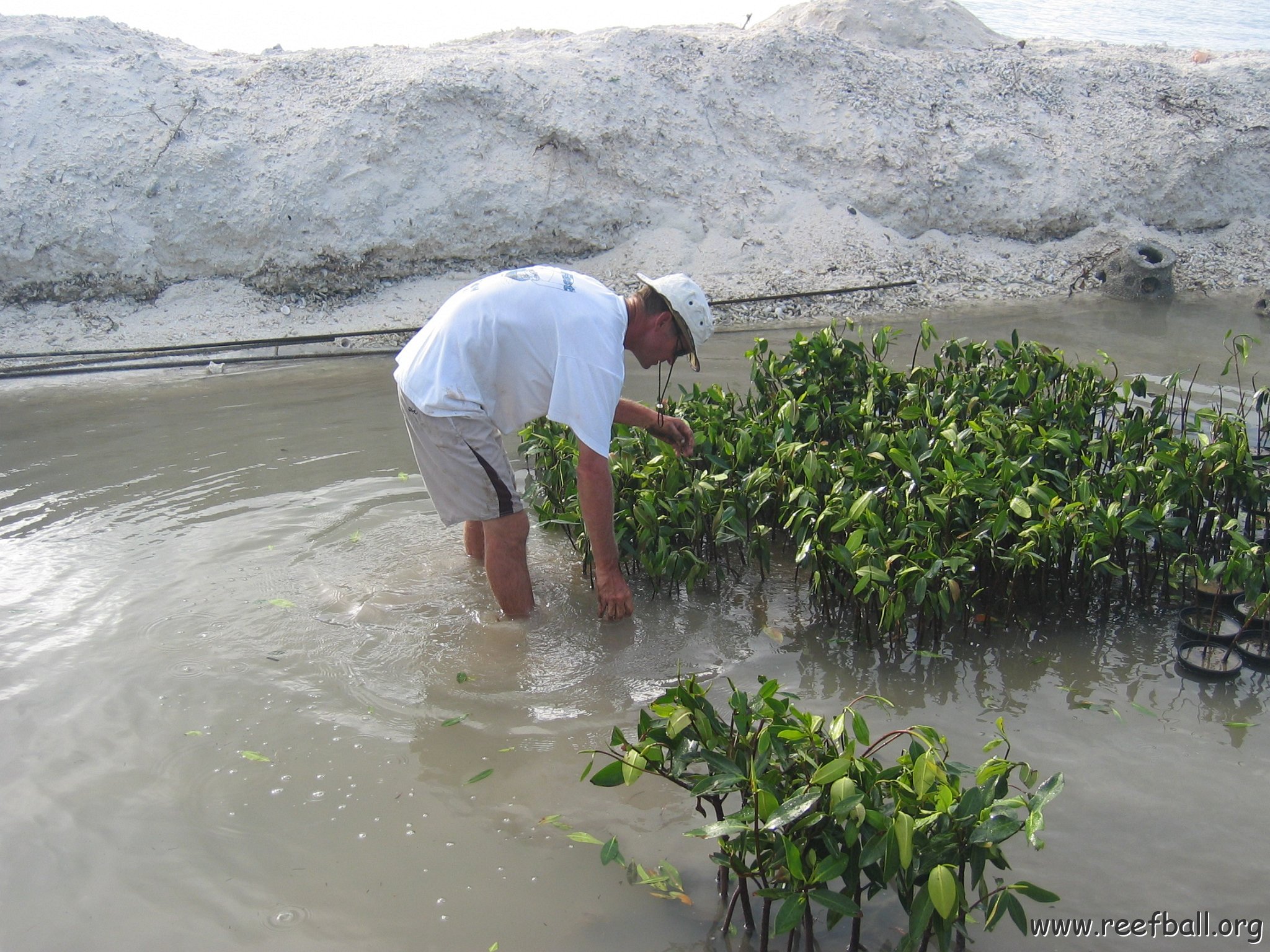 stevesmangroves5_038