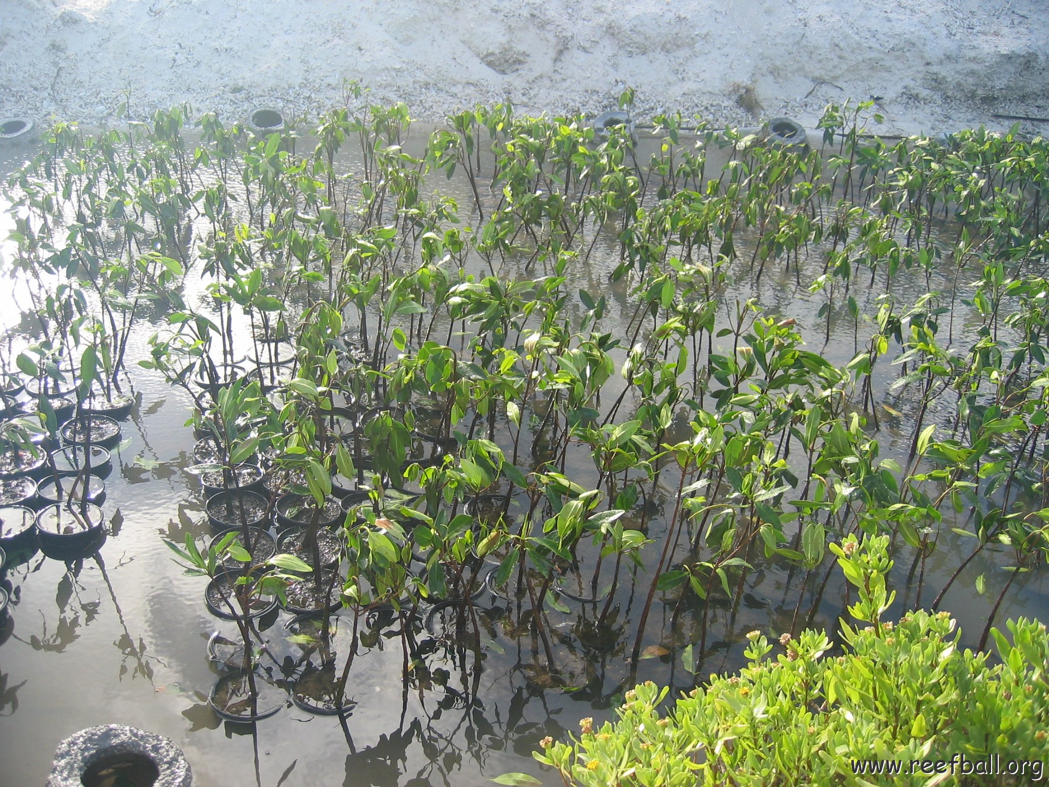 stevesmangroves5_042