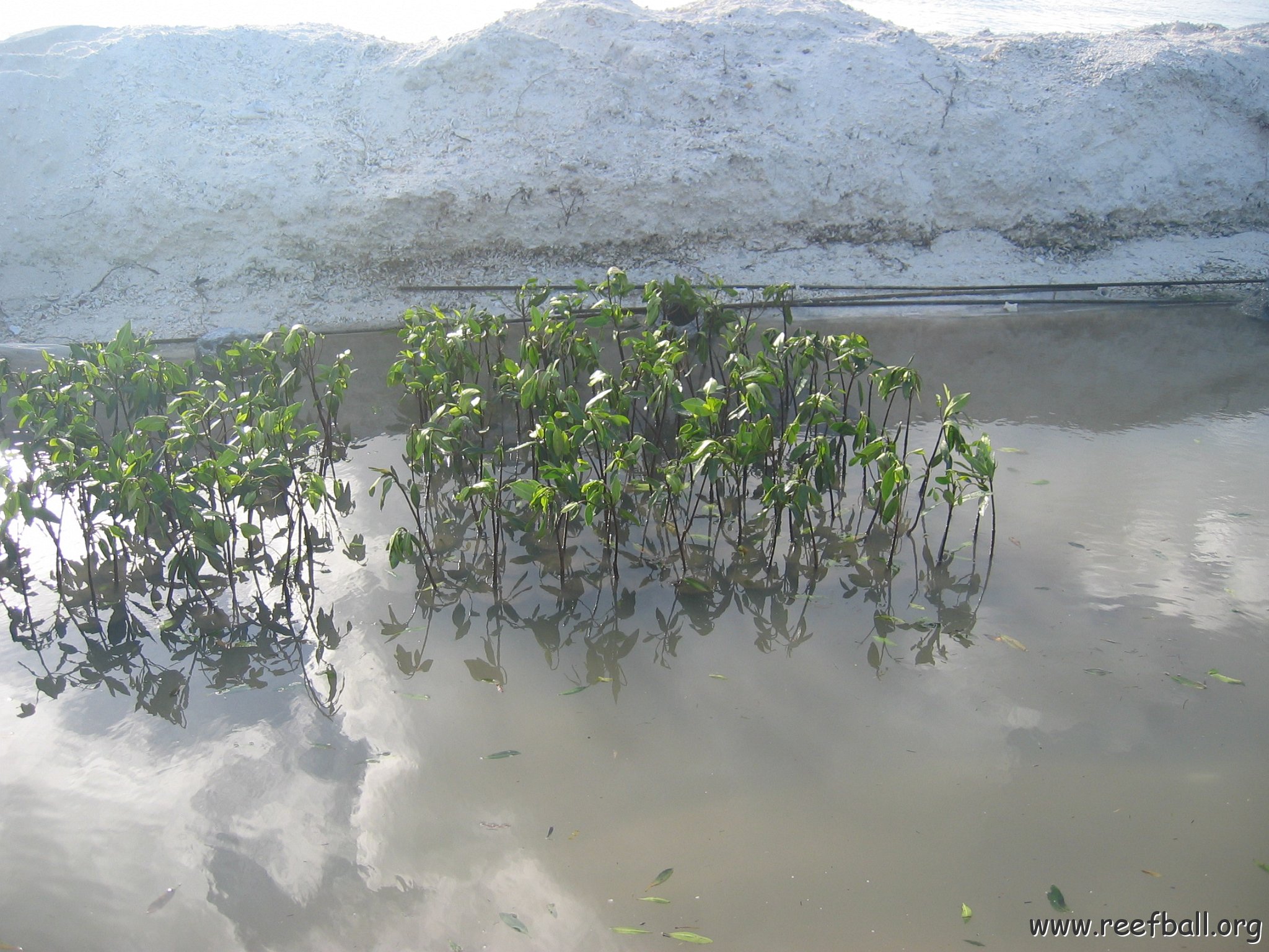 stevesmangroves5_043