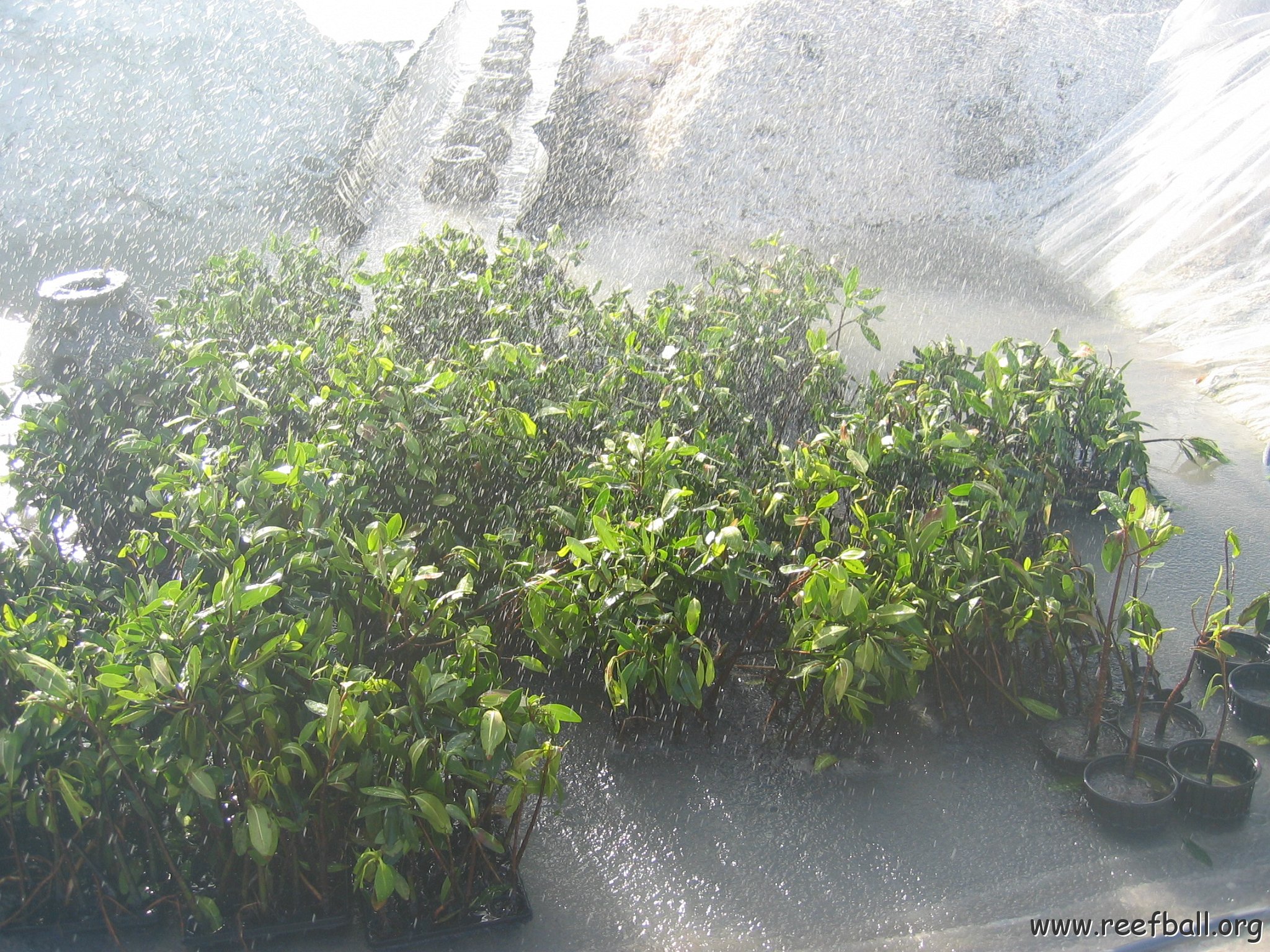 stevesmangroves5_046