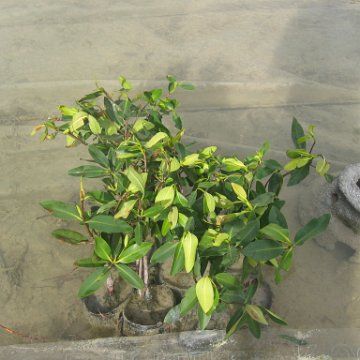 stevesmangroves5_004